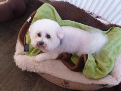Dog with stomach problems