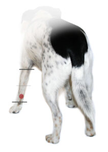 afraid of fireworks-dog-2
