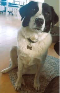 Dog with arthritis