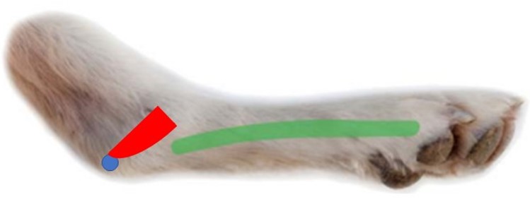 Dog with arthritis - points