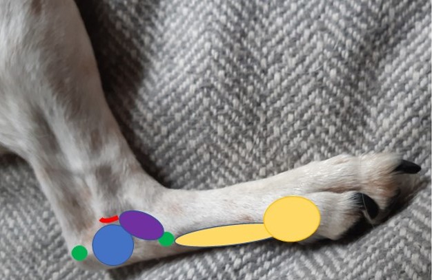 Dog with arthritis - points and reflexes