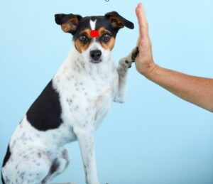 Free dog help
